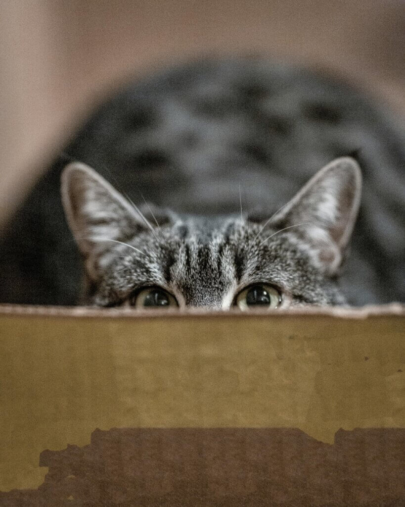 curiosity and mental health